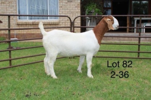 1X STUD BOER GOAT DOE SAKKIE & NICKY NELL BOERBOKKE