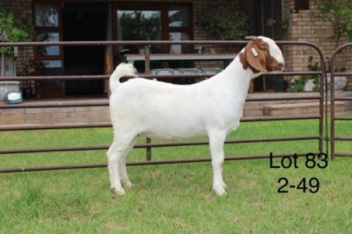 1X STUD BOER GOAT DOE SAKKIE & NICKY NELL BOERBOKKE
