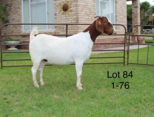1X FLOCK BOER GOAT DOE SAKKIE & NICKY NELL BOERBOKKE