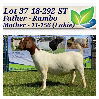 1X BOERBOK OOI/EWE STOET/STUD