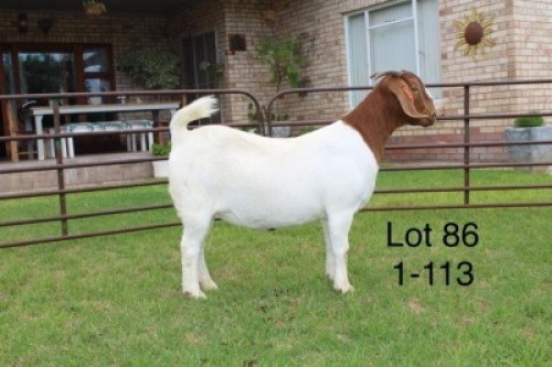 1X FLOCK BOER GOAT DOE SAKKIE & NICKY NELL BOERBOKKE