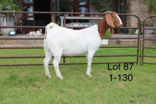 1X FLOCK BOER GOAT DOE SAKKIE & NICKY NELL BOERBOKKE