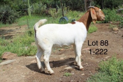 1X FLOCK BOER GOAT DOE SAKKIE & NICKY NELL BOERBOKKE