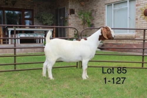 1X FLOCK BOER GOAT DOE SAKKIE & NICKY NELL BOERBOKKE