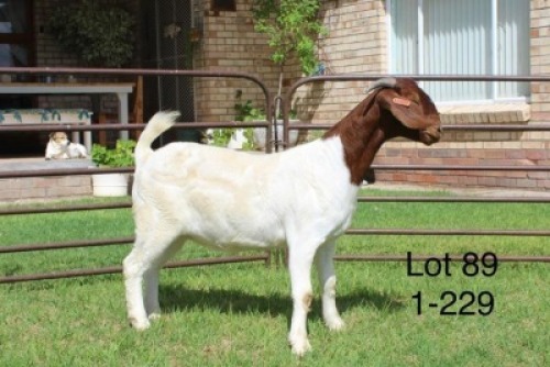 1X FLOCK BOER GOAT DOE SAKKIE & NICKY NELL BOERBOKKE