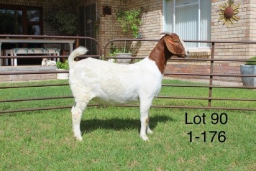 1X FLOCK BOER GOAT DOE SAKKIE & NICKY NELL BOERBOKKE