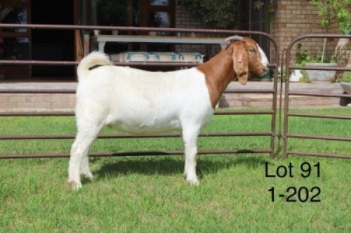 1X FLOCK BOER GOAT DOE SAKKIE & NICKY NELL BOERBOKKE