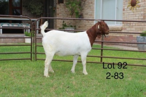 1X PS BOER GOAT DOE SAKKIE & NICKY NELL BOERBOKKE