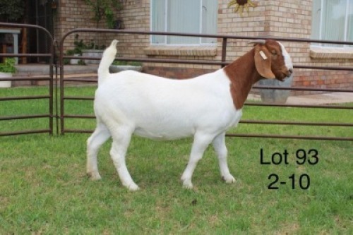 1X FLOCK BOER GOAT DOE SAKKIE & NICKY NELL BOERBOKKE