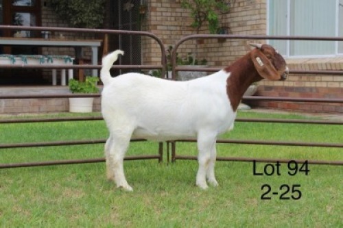 1X FLOCK BOER GOAT DOE SAKKIE & NICKY NELL BOERBOKKE