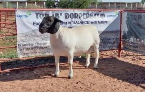 1X DORPER RAM STOET/STUD