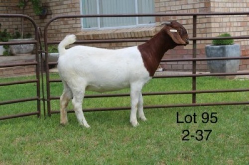 1X PS BOER GOAT DOE SAKKIE & NICKY NELL BOERBOKKE