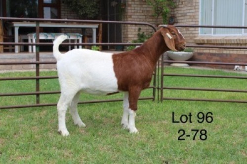 1X FLOCK BOER GOAT DOE SAKKIE & NICKY NELL BOERBOKKE