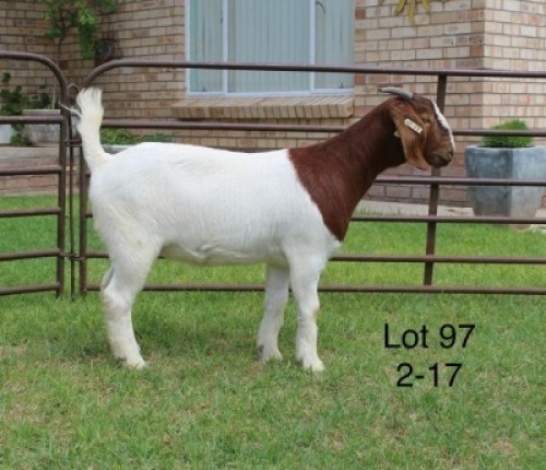 1X PS BOER GOAT DOE SAKKIE & NICKY NELL BOERBOKKE