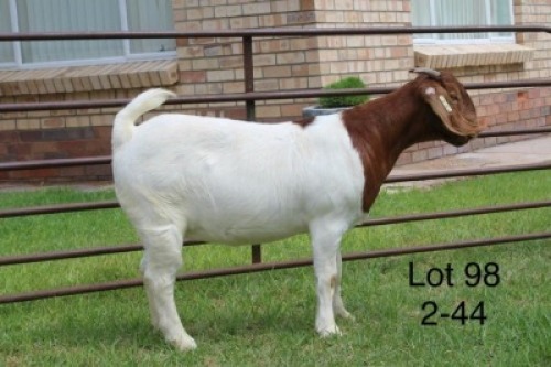 1X PS BOER GOAT DOE SAKKIE & NICKY NELL BOERBOKKE