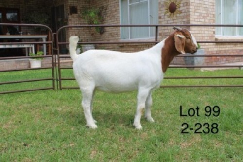 1X PS BOER GOAT DOE SAKKIE & NICKY NELL BOERBOKKE