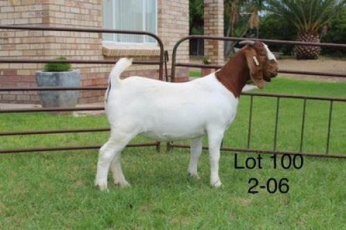 1X PS BOER GOAT DOE SAKKIE & NICKY NELL BOERBOKKE