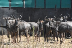 17X Blue Wildebeest (Family Group) M:2 F:15 DIMENSION WILDLIFE SERVICES (Per Piece to take the lot)