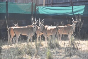 5X Bushveld Eland M:1 F:4 DIMENSION WILDLIFE SERVICES (Per Piece to take the lot)