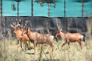 4X Bushveld Red Hartebeest M:1 F:3 DIMENSION WILDLIFE SERVICES (Per Piece to take the lot)