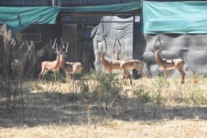 7X Bushveld Impala M:7 DIMENSION WILDLIFE SERVICES (Per Piece to take the lot)