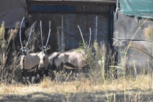 4X Bushveld Gemsbuck M:1 F:3 DIMENSION WILDLIFE SERVICES (Per Piece to take the lot)