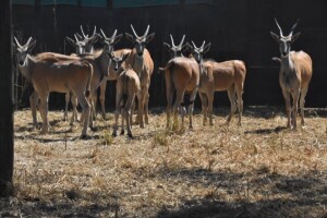 9X Bushveld Eland M:4 F:5 DIMENSION WILDLIFE SERVICES (Per Piece to take the lot)