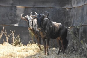 2X Blue Wildebeest M:2 DIMENSION WILDLIFE SERVICES (Per Piece to take the lot)