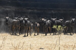 16X Blue Wildebeest (Family Group) M:1 F:15 DIMENSION WILDLIFE SERVICES (Per Piece to take the lot)