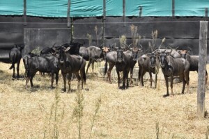 14X Blue Wildebeest (Family Group) M:3 F:11 DIMENSION WILDLIFE SERVICES (Per Piece to take the lot)