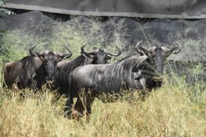 3X Blue Wildebeest M:3 DIMENSION WILDLIFE SERVICES (Per Piece to take the lot)