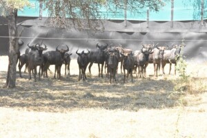 15X Blue Wildebeest (Family Group) M:3 F:12 DIMENSION WILDLIFE SERVICES (Per Piece to take the lot)