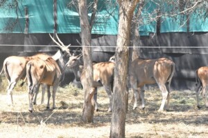 5X Bushveld Eland M:1 F:4 DIMENSION WILDLIFE SERVICES (Per Piece to take the lot)