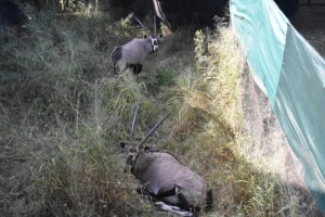 2X Bushveld Gemsbuck M:2 ALEX LEWIS (Per Piece to take the lot)