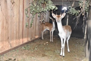 2X Fallow Deer M:1 F:1 EBEN BLAAUW (Per Piece to take the lot)