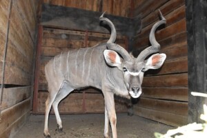 1X Kudu M:1 DIMENSION WILDLIFE SERVICES