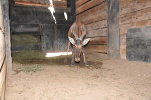 1X Bushveld Red Hartebeest M:1 DIMENSION WILDLIFE SERVICES