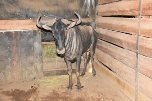 1X Blue Wildebeest M:1 DIMENSION WILDLIFE SERVICES