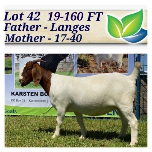 1X BOERBOK OOI/EWE KUDDE/SPEEN