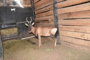 1X Bushveld Red Hartebeest M:1 DIMENSION WILDLIFE SERVICES