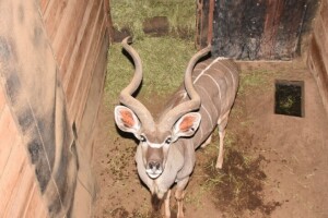 1X Kudu M:1 DIMENSION WILDLIFE SERVICES