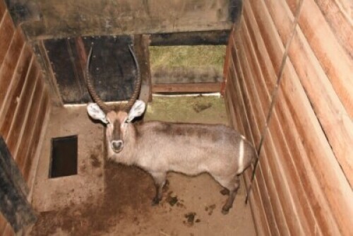1X Waterbuck (29&frac14;") M:1 DIMENSION WILDLIFE SERVICES