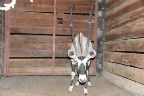 1X Bushveld Gemsbuck M:1 DIMENSION WILDLIFE SERVICES