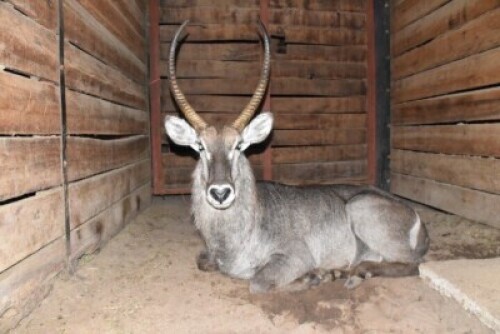 1X Waterbuck M:1 DIMENSION WILDLIFE SERVICES