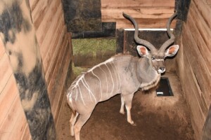 1X Kudu M:1 DIMENSION WILDLIFE SERVICES