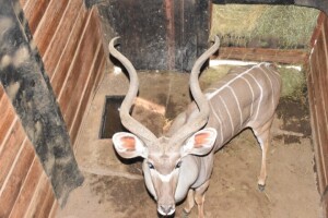 1X Kudu M:1 DIMENSION WILDLIFE SERVICES