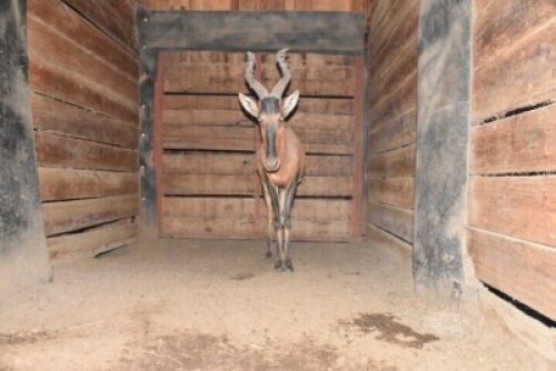 1X Bushveld Red Hartebeest M:1 DIMENSION WILDLIFE SERVICES