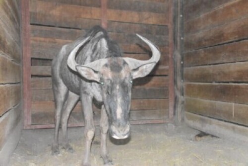 1X Blue Wildebeest M:1 DIMENSION WILDLIFE SERVICES