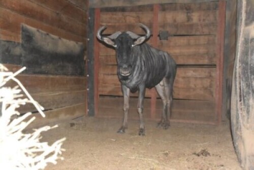 1X Blue Wildebeest M:1 DIMENSION WILDLIFE SERVICES