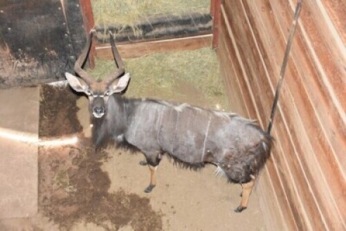 1X Nyala (25&frac12;") M:1 FRANK VENTER FAMILY TRUST